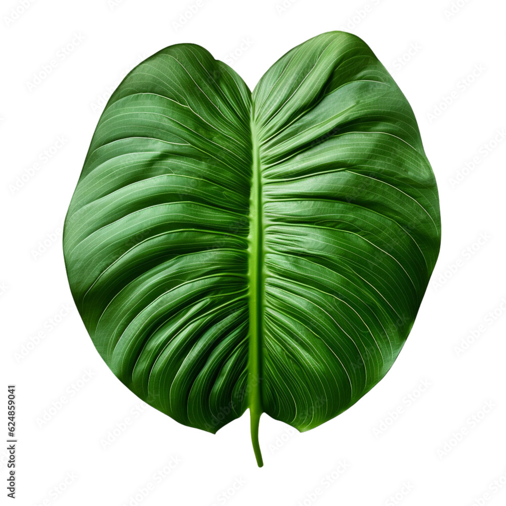 Wall mural Green jungle leaf clip art