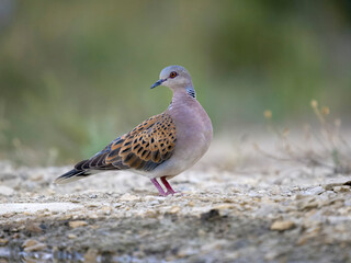 Turtle dove, Streptopelia turtur