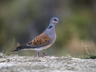 Fototapeta premium Turtle dove, Streptopelia turtur