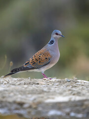 Turtle dove, Streptopelia turtur
