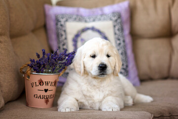 small dog puppy golden retriever labrador walking in the park with lavender flowers 