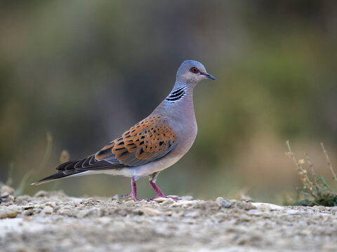 Turtle dove, Streptopelia turtur