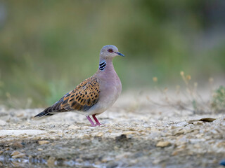Turtle dove, Streptopelia turtur