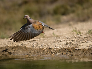 Turtle dove, Streptopelia turtur