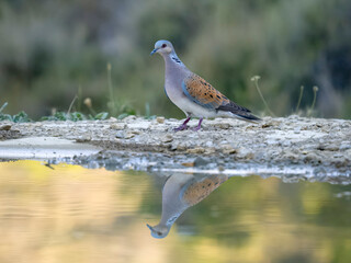 Turtle dove, Streptopelia turtur