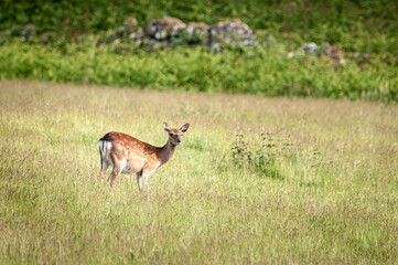 Naklejka na ściany i meble A summer HDR image of Red Deer Yearlings, Cervus elaphus scoticus, grazing in rural fields near Loch Ness, Scotland. 11 June 2023