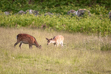 Naklejka na ściany i meble A summer HDR image of Red Deer Yearlings, Cervus elaphus scoticus, grazing in rural fields near Loch Ness, Scotland. 11 June 2023