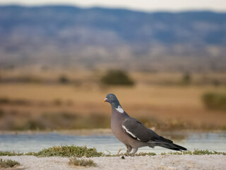 Wood pigeon, Columba palumbus