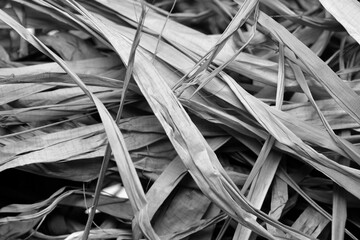 dry leaves background in black & white
