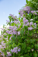 Dettaglio di albero di lillà di colore viola chiaro