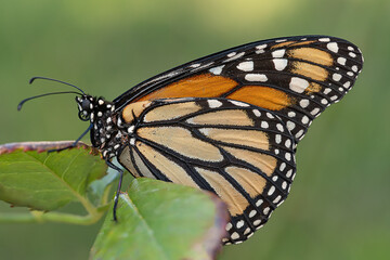Monarch butterfly perched on a rose bush with an unfocused green background, its scientific name is danaus plexippus