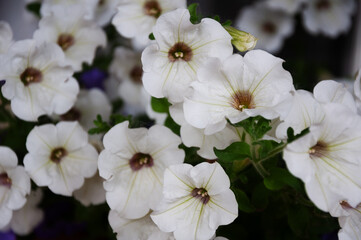 white petunias on the windowsill outside in summer