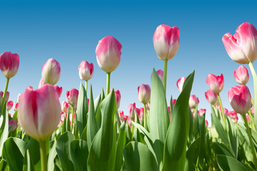 pink tulips on the background of the blue sky