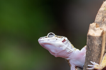 Close up of the leopard gecko or common leopard gecko, Eublepharis macularius is a ground dwelling lizard native to the rocky dry grassland and desert regions 