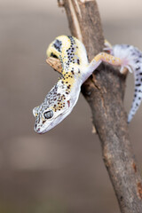 Close up of the leopard gecko or common leopard gecko, Eublepharis macularius is a ground dwelling lizard native to the rocky dry grassland and desert regions 