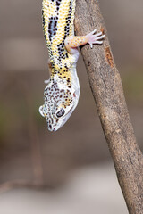 Close up of the leopard gecko or common leopard gecko, Eublepharis macularius is a ground dwelling...
