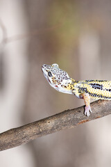 Close up of the leopard gecko or common leopard gecko, Eublepharis macularius is a ground dwelling...