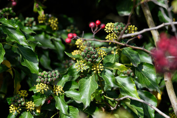 Common ivy // Efeu (Hedera helix)