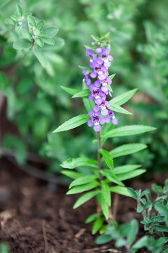 Flowers of a Angelonia biflora Benth
