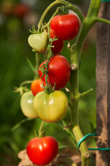 Ripening tomatoes in a greenhouse