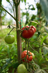 Ripening tomatoes in a greenhouse