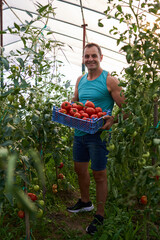 Farmer picking homegrown tomatoes from the greenhouse