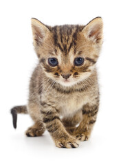 Obraz premium Kitten on white background.