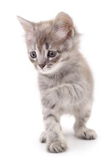 Obraz premium Kitten on white background.