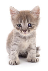 Obraz premium Kitten on white background.