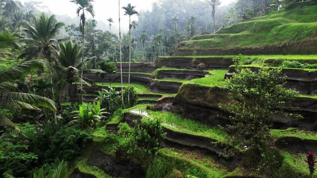 aerial morning view of rice terraces in bali with fog