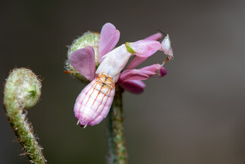 Close up of Orchid Mantis, Hymenopus coronatus on a fern