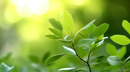 Closeup beautiful view of nature green leaves on blurred greenery tree background