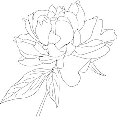 Black and white sketch of isolated peony flower