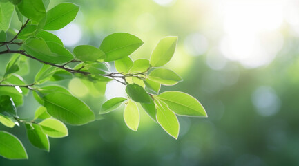 Closeup beautiful view of nature green leaves on blurred greenery tree background