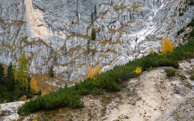 Fototapeta premium Larche trees glowing on the edge of the rocky mountain in autumn. Autumnal landscape in the forest.