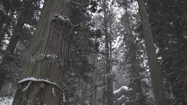 冬の出羽三山神社 爺杉