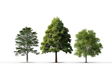 Spring Tree on White Background. Isolated Nature and Plant Concept