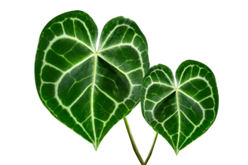 Heart anthurium Anthurium clarinervium Isolate on transparent background PNG file