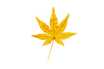 Autumn leaves on a white background isolated. Collection of colorful fallen autumn leaves.