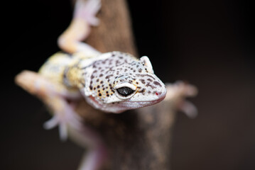 Close up of the leopard gecko or common leopard gecko, Eublepharis macularius is a ground dwelling lizard native to the rocky dry grassland and desert regions 
