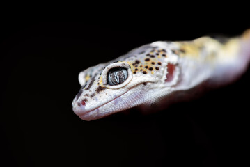 Close up of the leopard gecko or common leopard gecko, Eublepharis macularius is a ground dwelling lizard native to the rocky dry grassland and desert regions 
