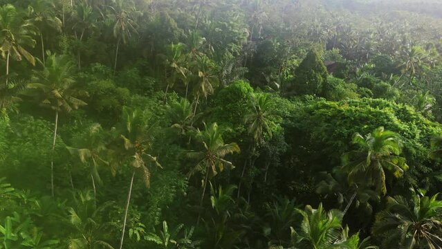 aerial view of a tropical forest with palm trees