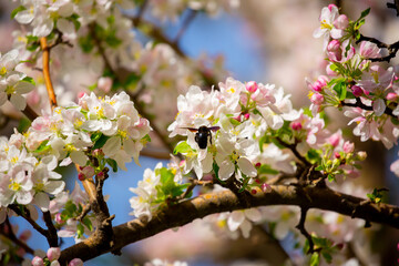 Blue bumblebee on a blossoming sakura tree. Beautiful spring landscape of wild nature.