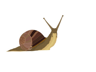 Snail on a white background.