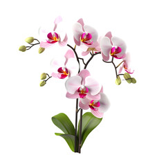 Fototapeta na wymiar Pink orchid isolated on white png transparent background