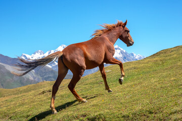 Obraz premium horse running in the green grass on a background of mountains. Trekking and travel in Georgia