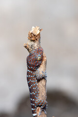 Close up of Tokay gecko, Gekko gecko on branch