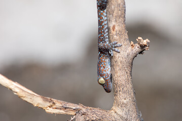 Close up of Tokay gecko, Gekko gecko on branch