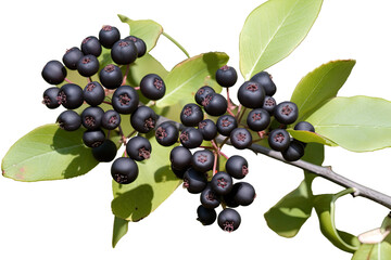 Chokeberry Aronia arbutifolia, Transparent background. generative AI