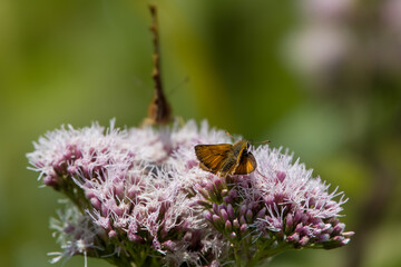 Small skipper butterfly on frothy pink flowers of hemp agrimony